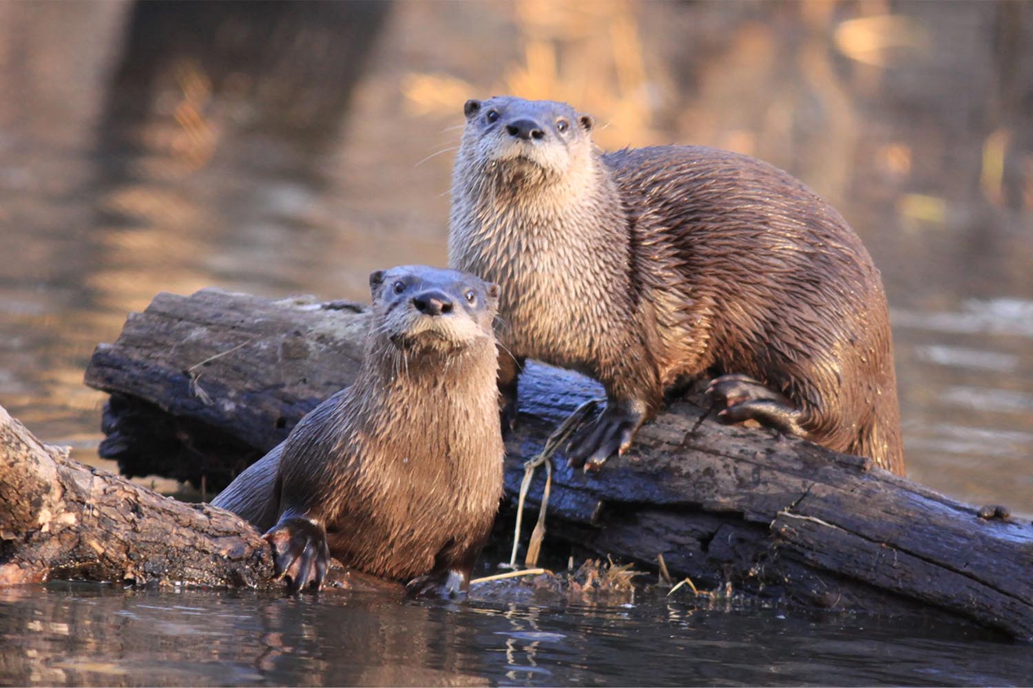 otters in need of saving